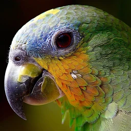 鳥クイズ：鳥を当てよう のアイコン